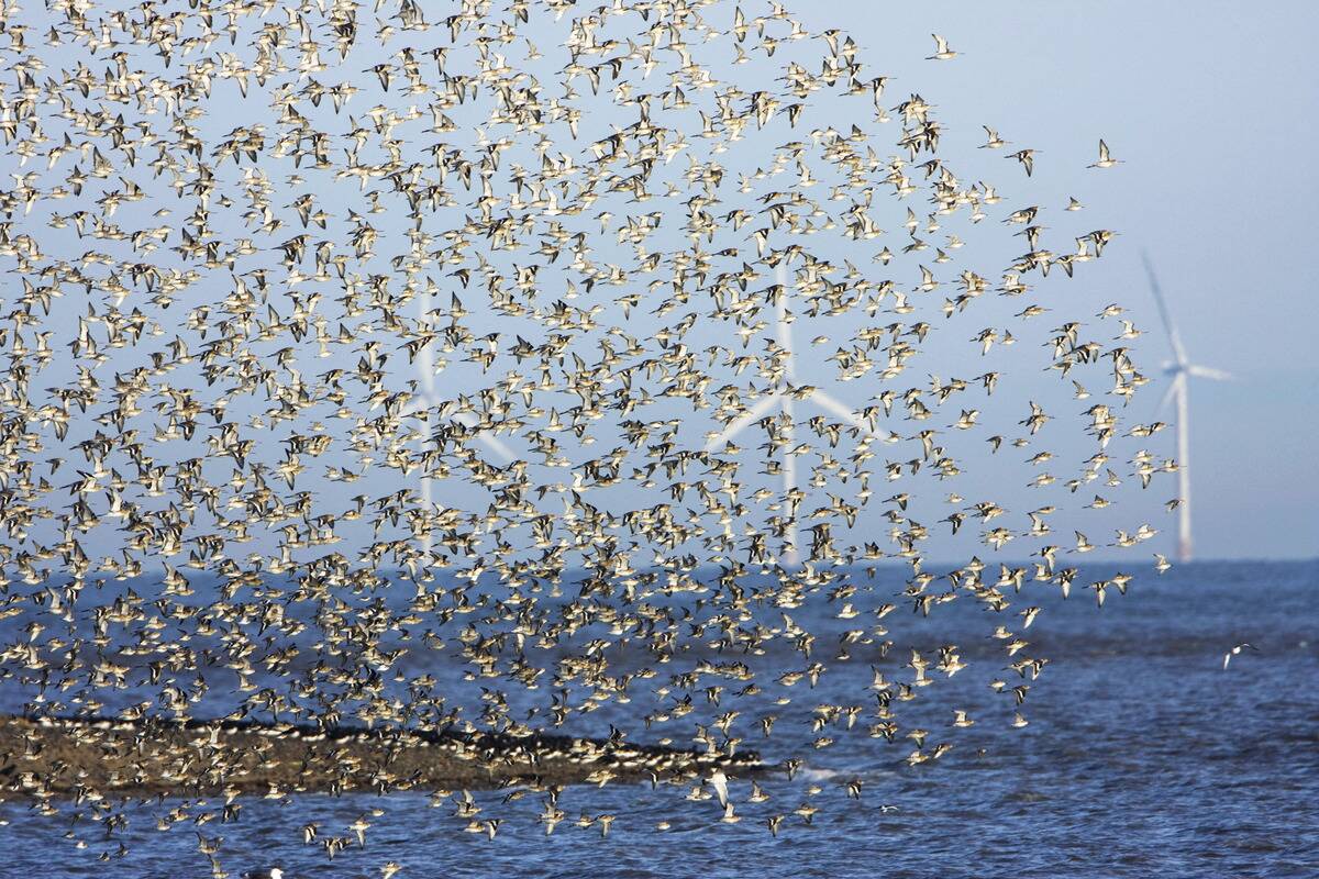 Flocks of waders at low tide. Black tailed Godwit (Limosa limosa ) in flight with offshore wind turbines. Point of Air, RSPB nature reserve, Dee estuary, SSSI Flintshire. Wales UK