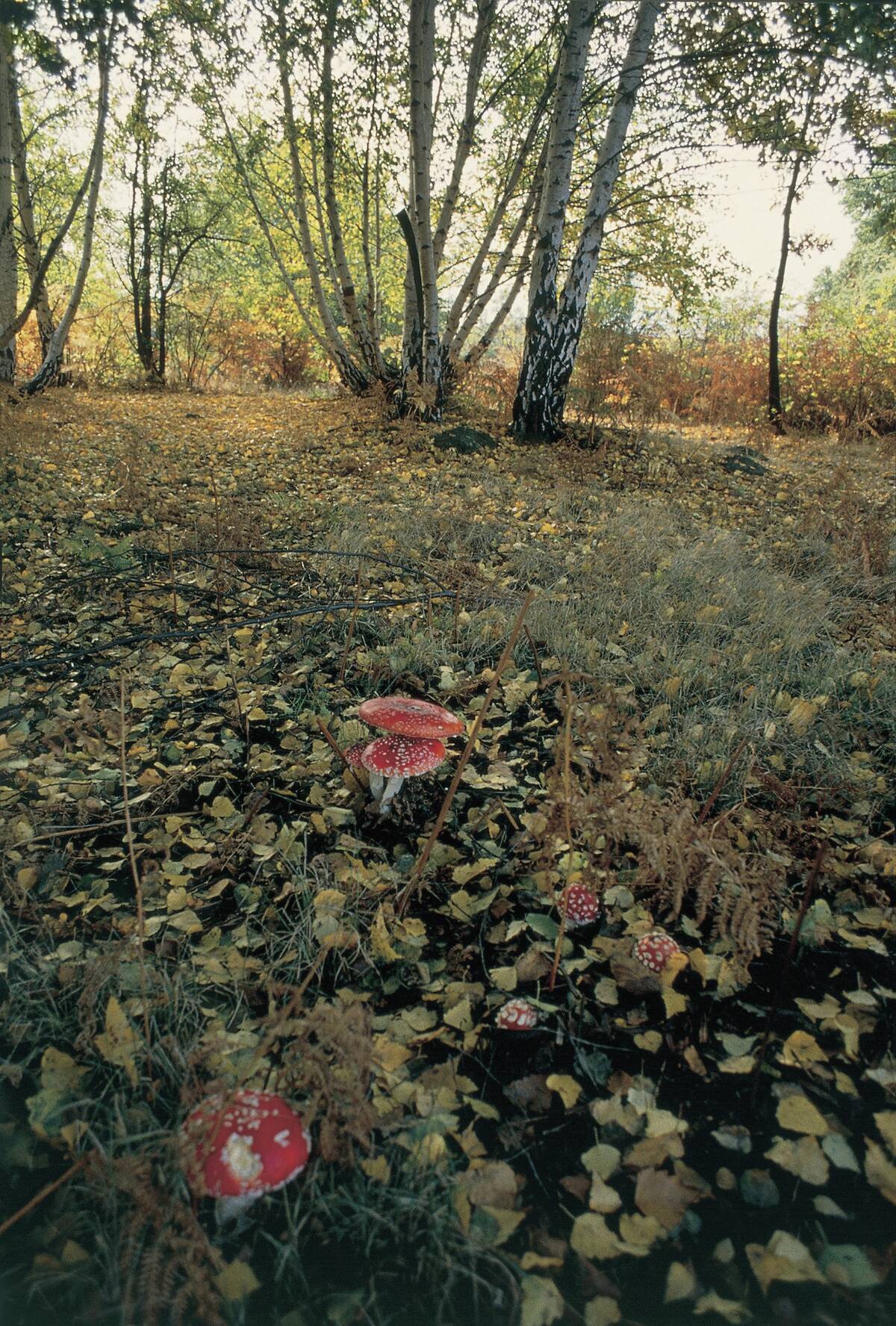 Fly Agaric Mushrooms in a field (Amanita muscaria)