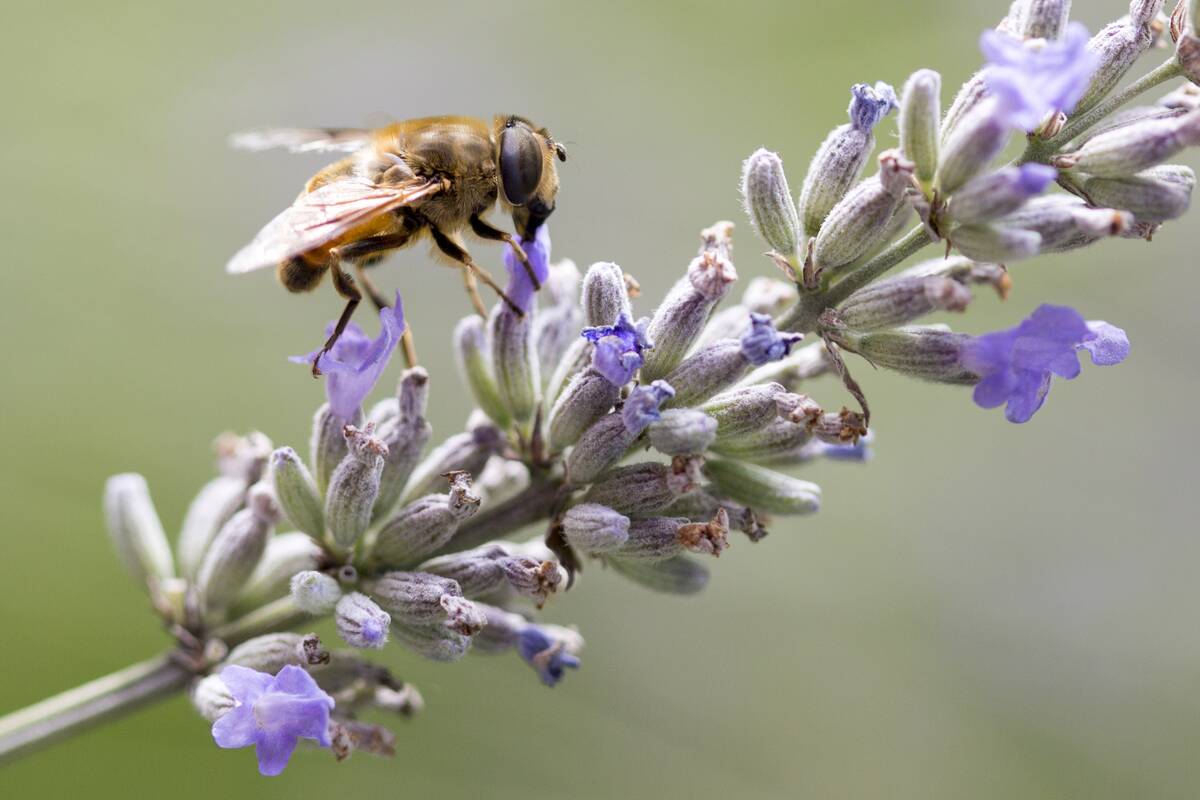 Fly On A Lavender Flower