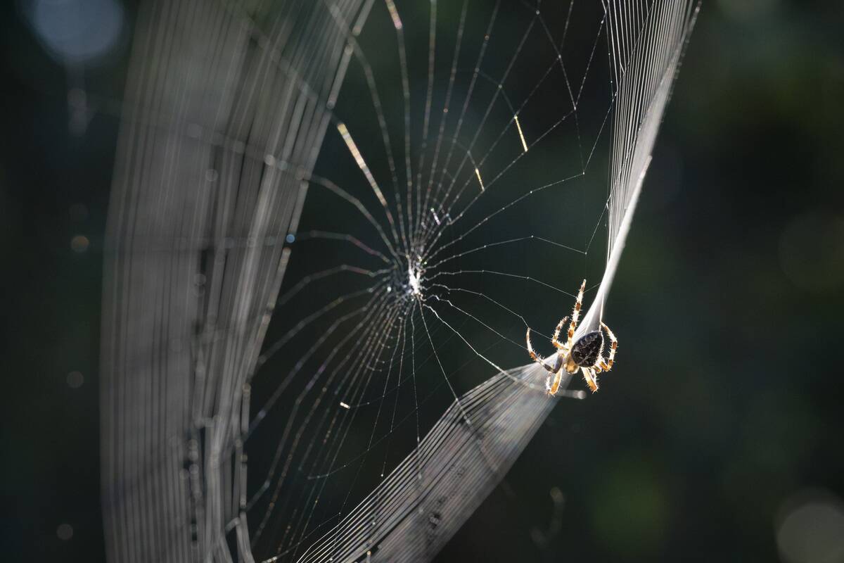 Garden Spider Spinning A Web