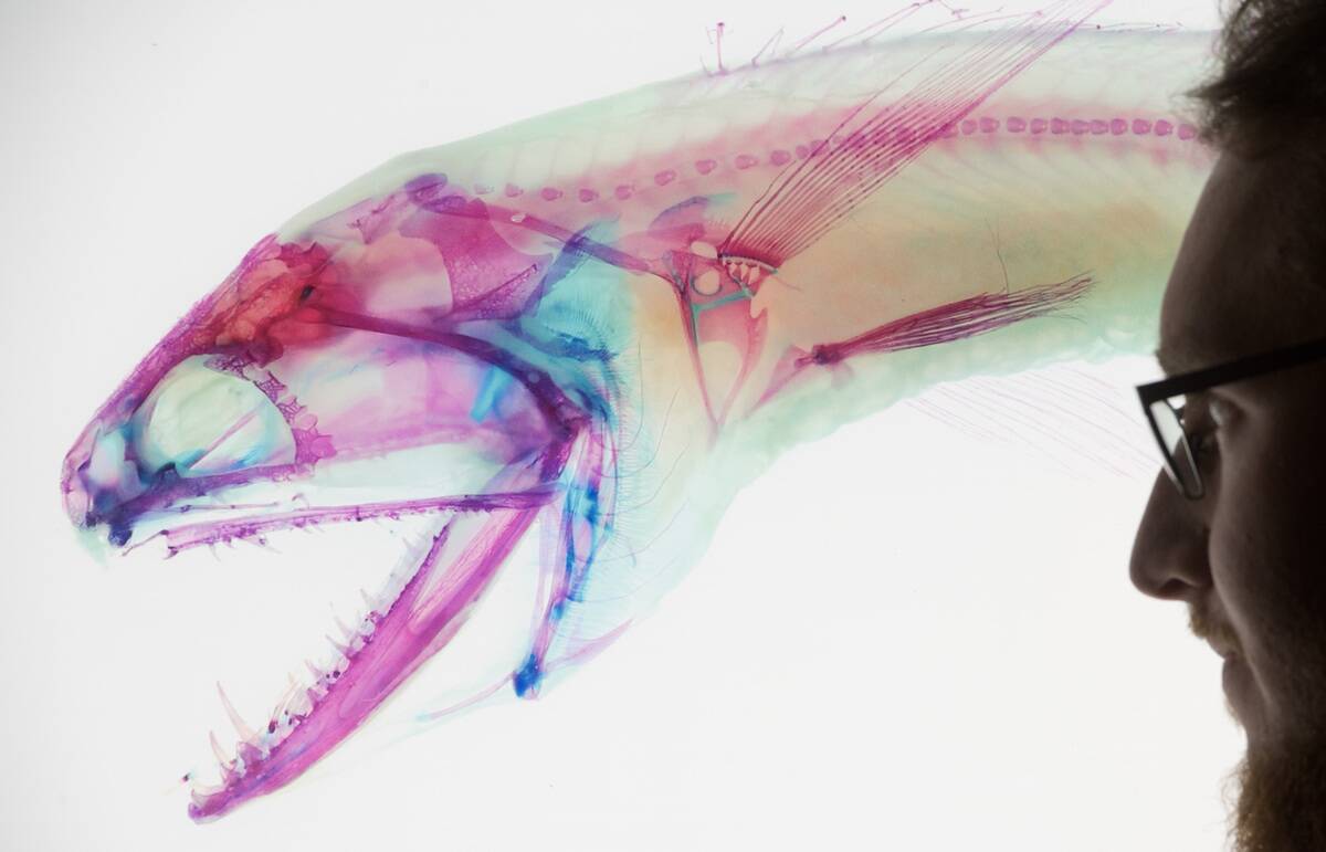 GERMANY-ANIMALS-MUSEUM-OCEANOGRAPHY-FISH-EXHIBITION