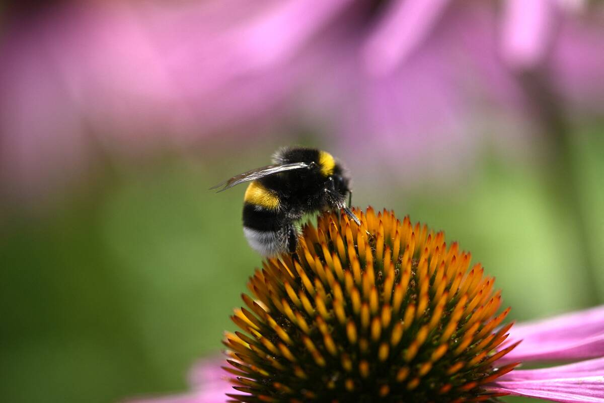 GERMANY-WEATHER-SUMMER-NATURE