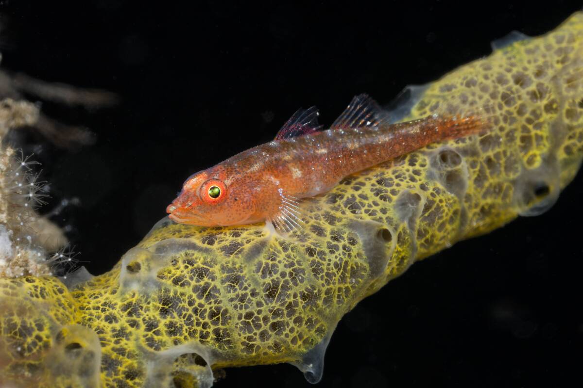 Ghost Goby on Sea Squirts Colony, Pleurosicya sp., Alam Batu, Bali, Indonesia