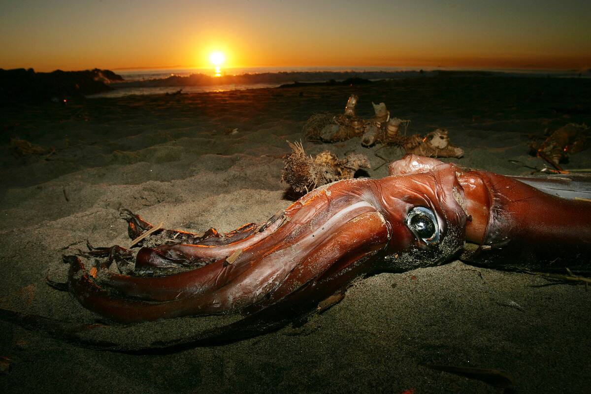 Giant Squid Mysteriously Wash Up On California Beaches