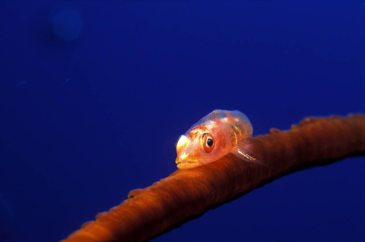 Goby (Bryaninops sp)