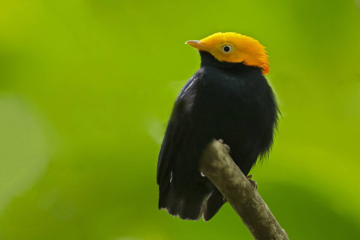 Golden-headed Manakin