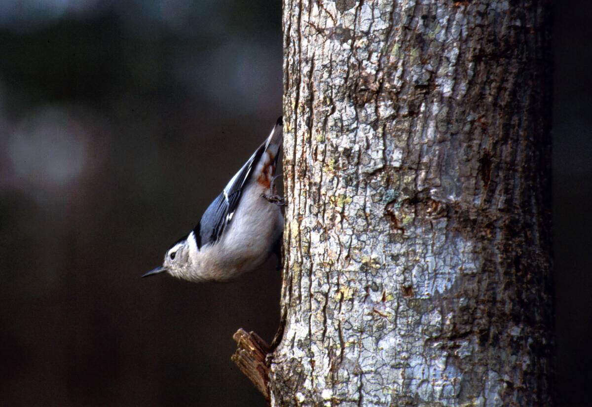 Great Smoky Mountains National Park Scenics