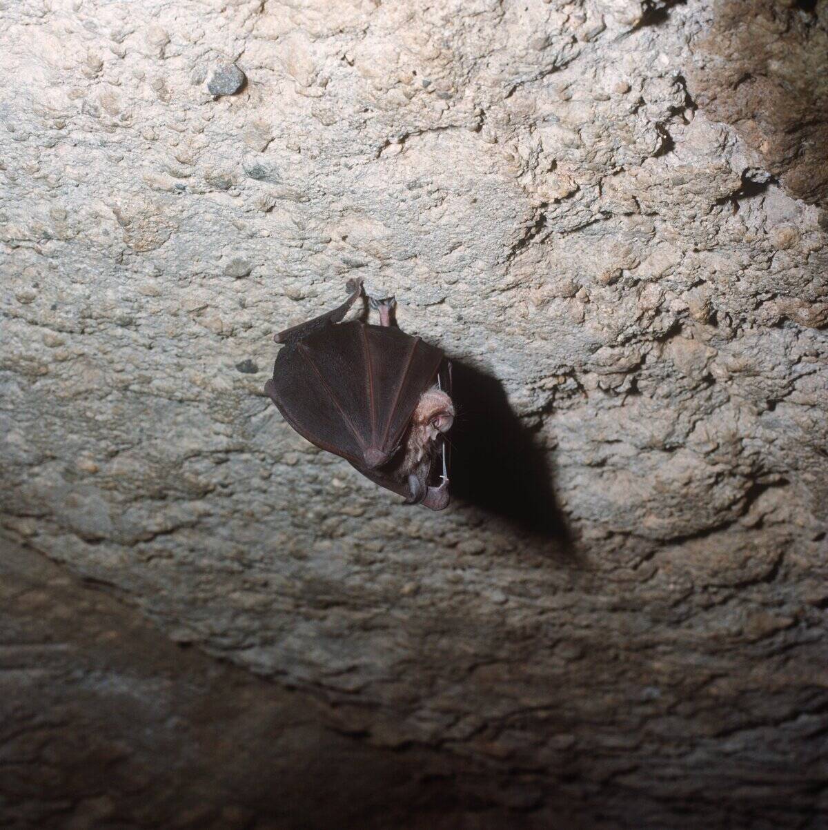 Greater horseshoe bat (Rhinolophus ferrum-equinum)