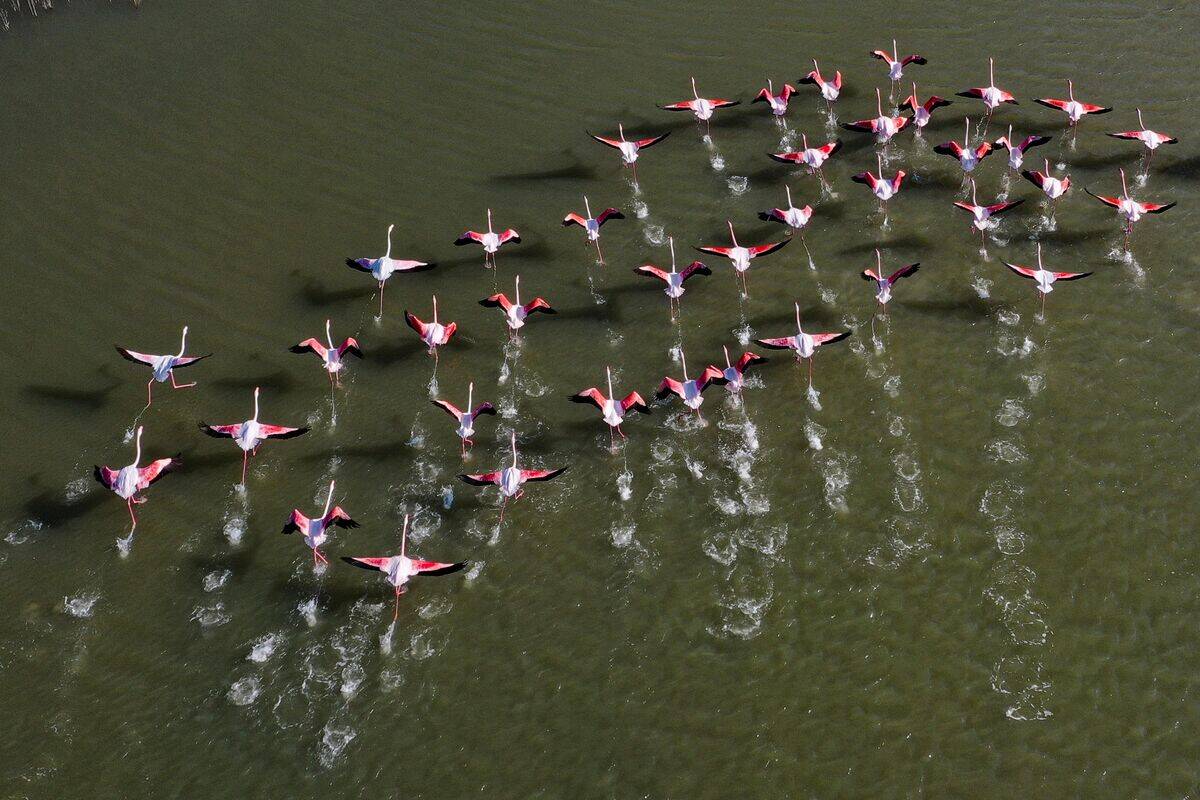 GREECE-NATURE-ANIMALS-BIRDS-FLAMINGOS