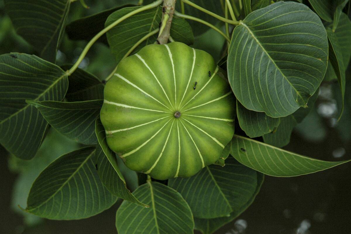 Green açacu fruit (Hura crepitans) measures roughly 8 cm in...