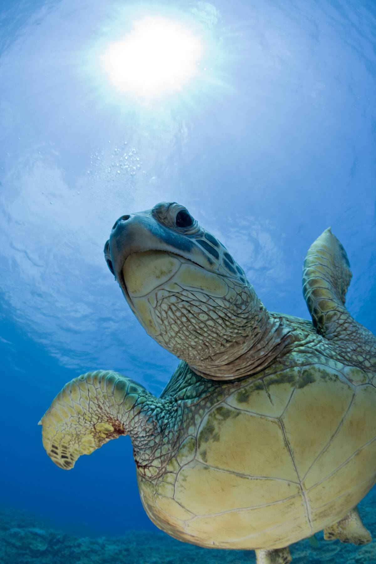 Green Turtle, Chelonia mydas, Oahu, Pacific Ocean, Hawaii, USA