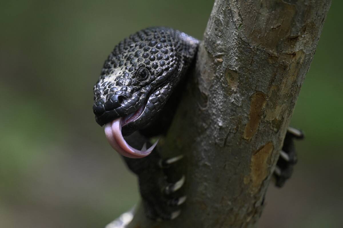 GUATEMALA-ENVIRONMENT-ANIMAL-HELODERMA
