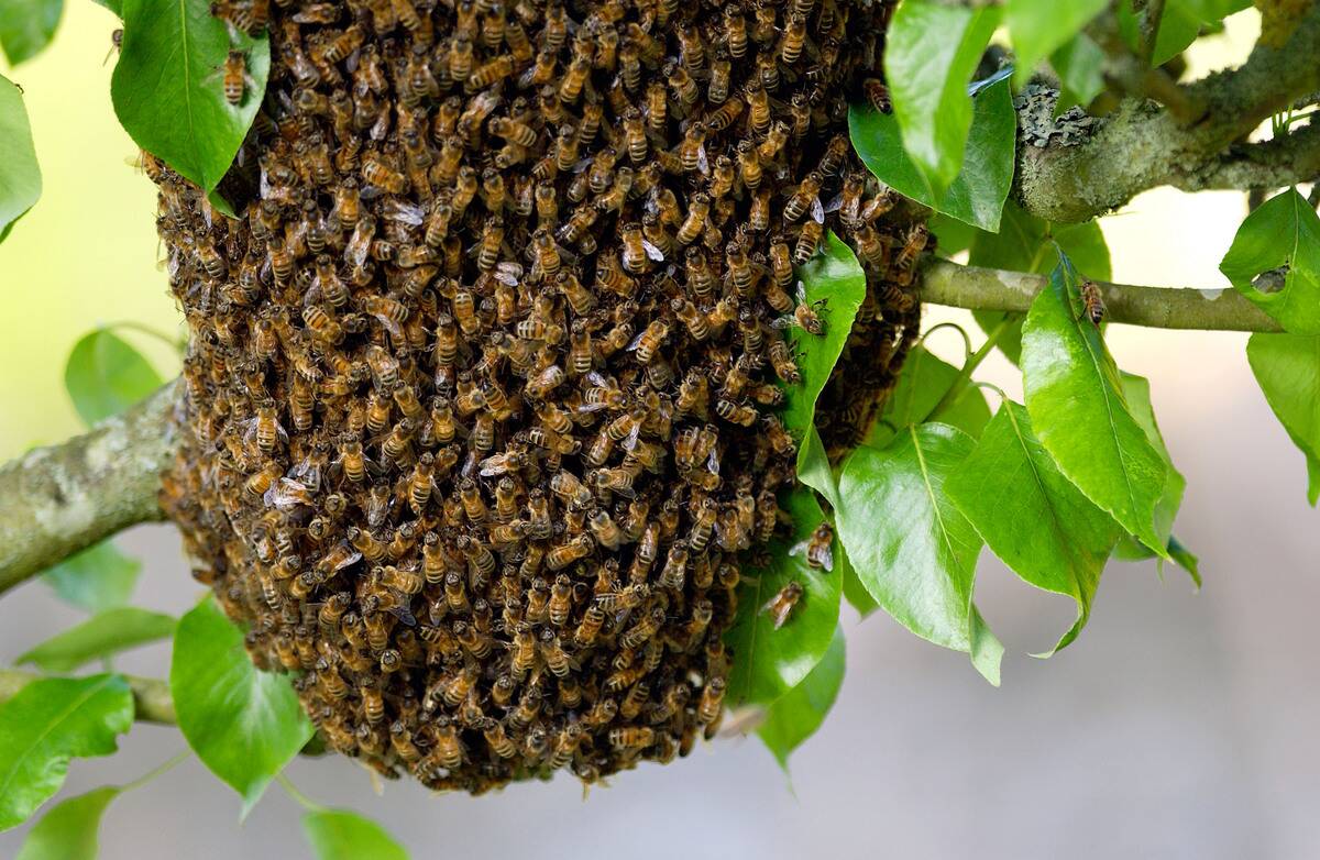 Honey Bees Swarming, UK