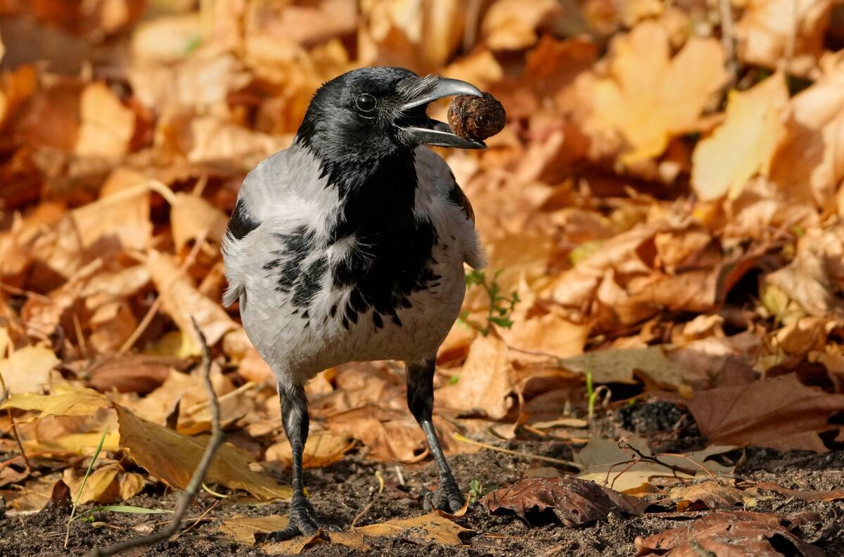 Hooded crow with nut
