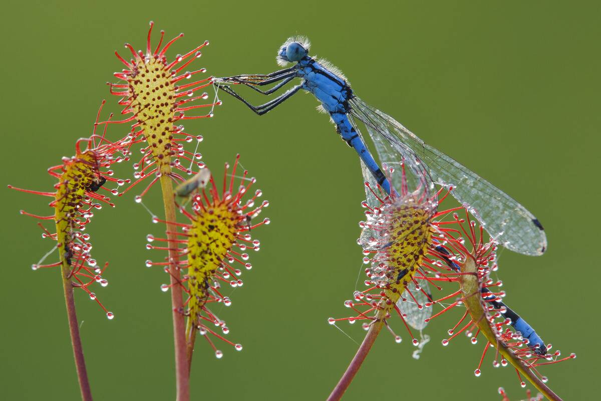 Hufeisen-Azurjungfer