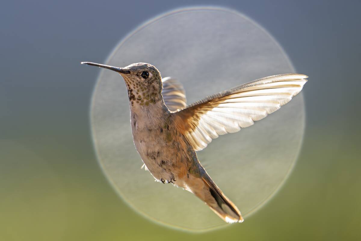Hummingbird Oasis In Sedona Arizona