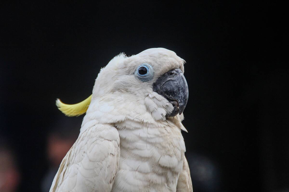 Illegal Trade Of Protected Animals In Bandung Regency, Indonesia