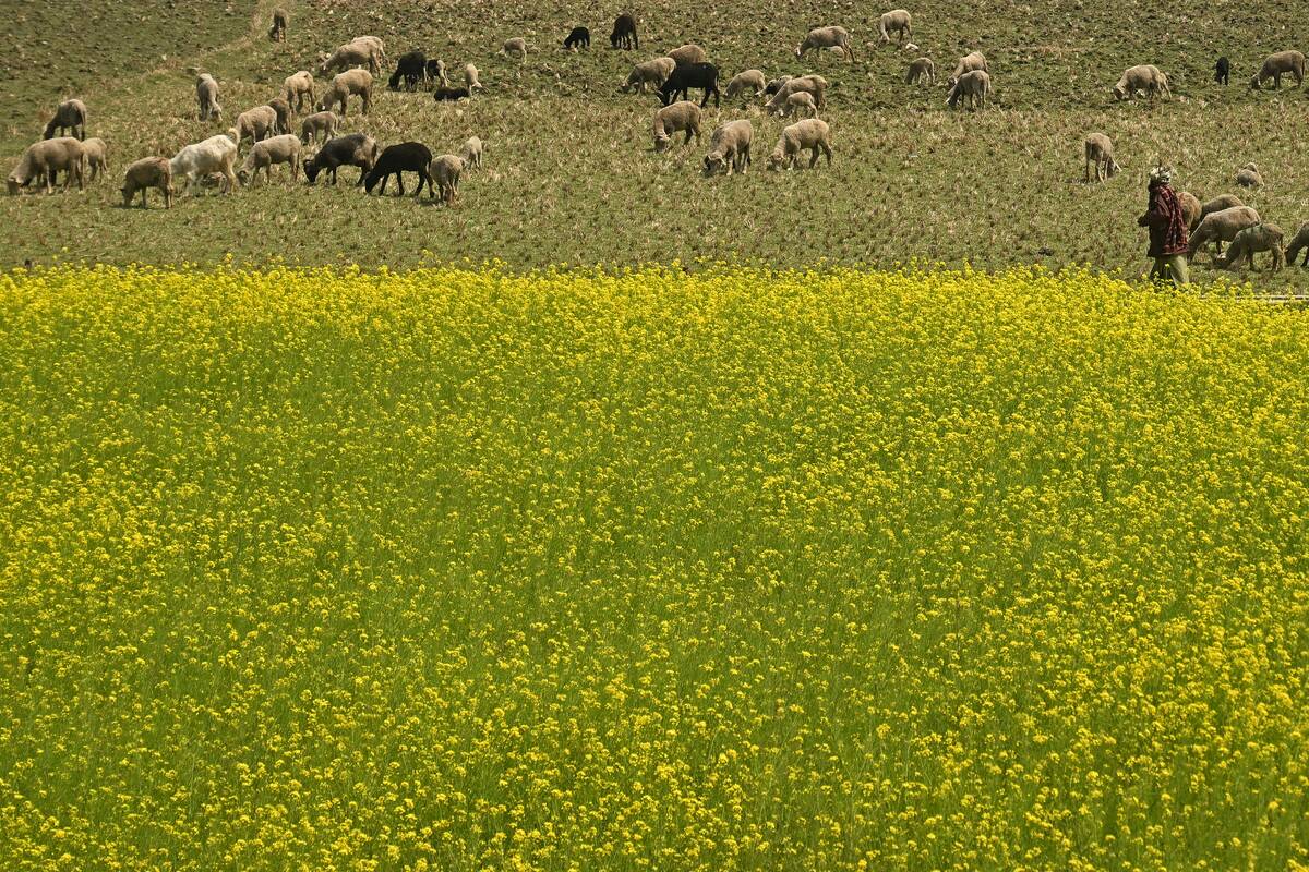 INDIA-KASHMIR-AGRICULTURE