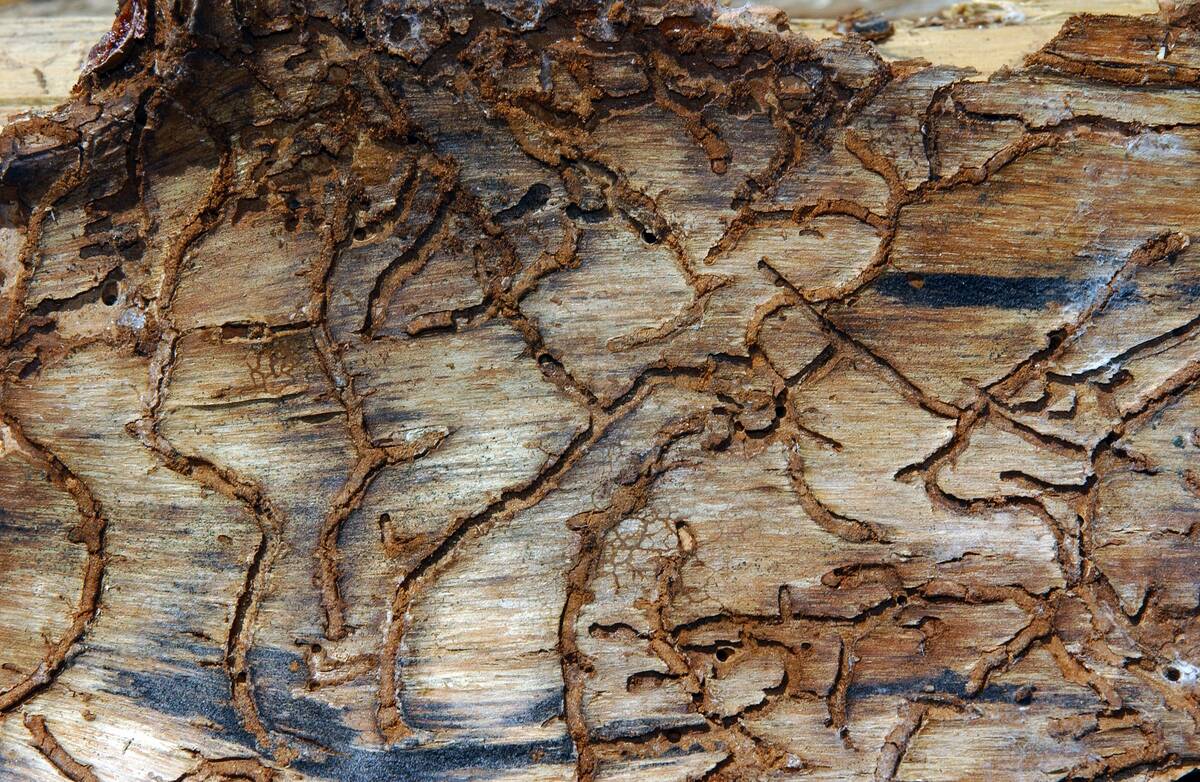 Infested Tree Bark From Bark Beetle