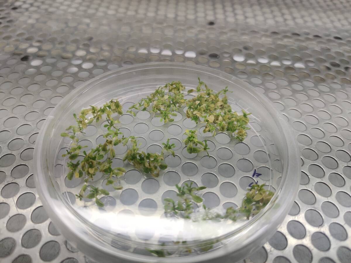 Inside The Laboratory Which Developed India's First Genetically Engineered Mustard Plant