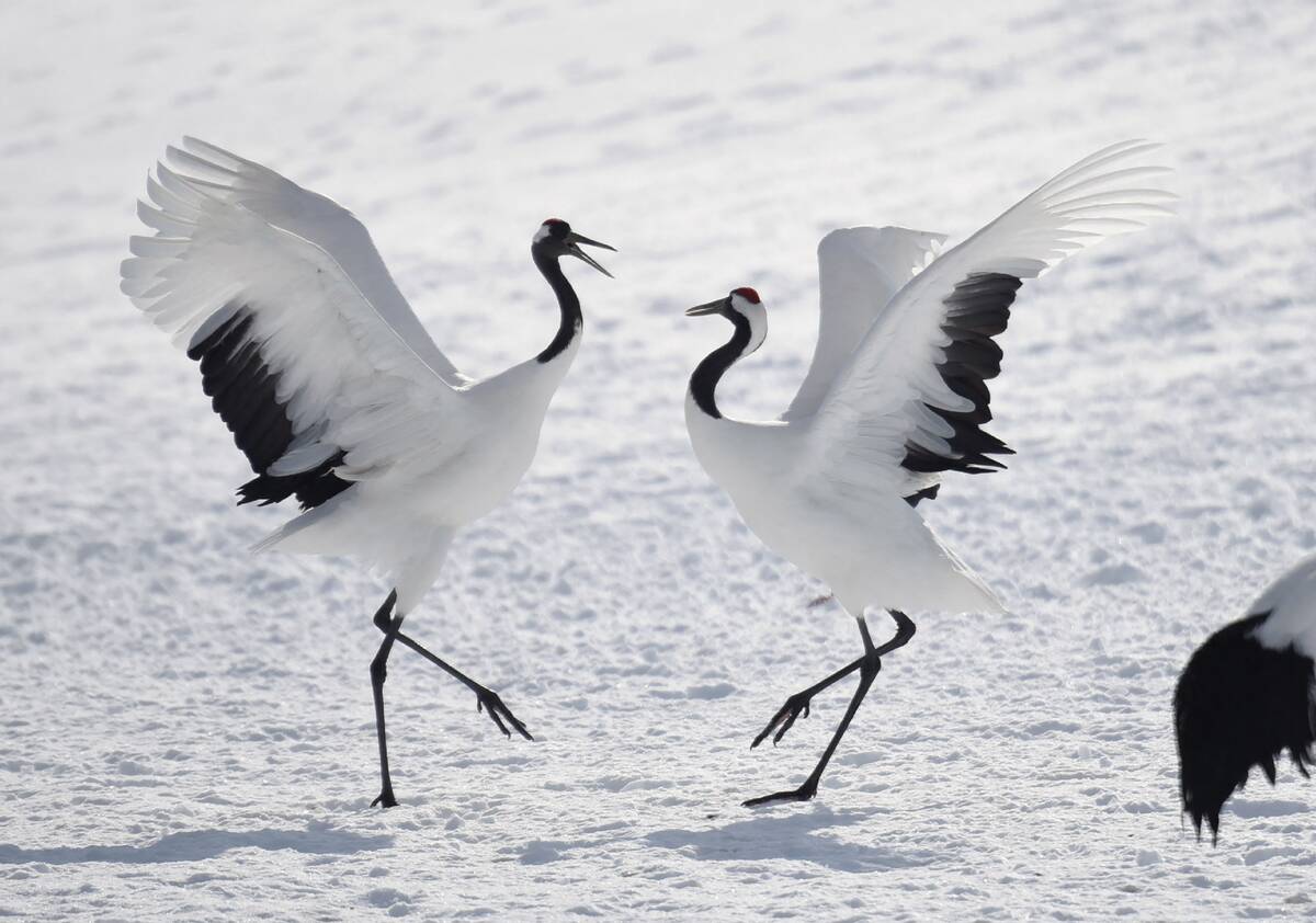 JAPAN-ANIMAL-CRANES