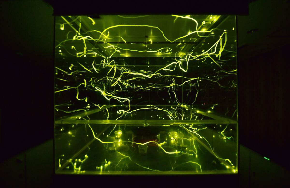 JAPAN-ANIMAL-FIREFLIES