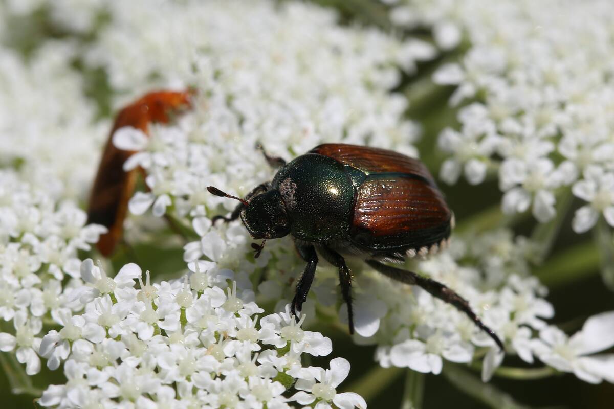 Japanese Beetle On A Queen Anne's Lace Flower