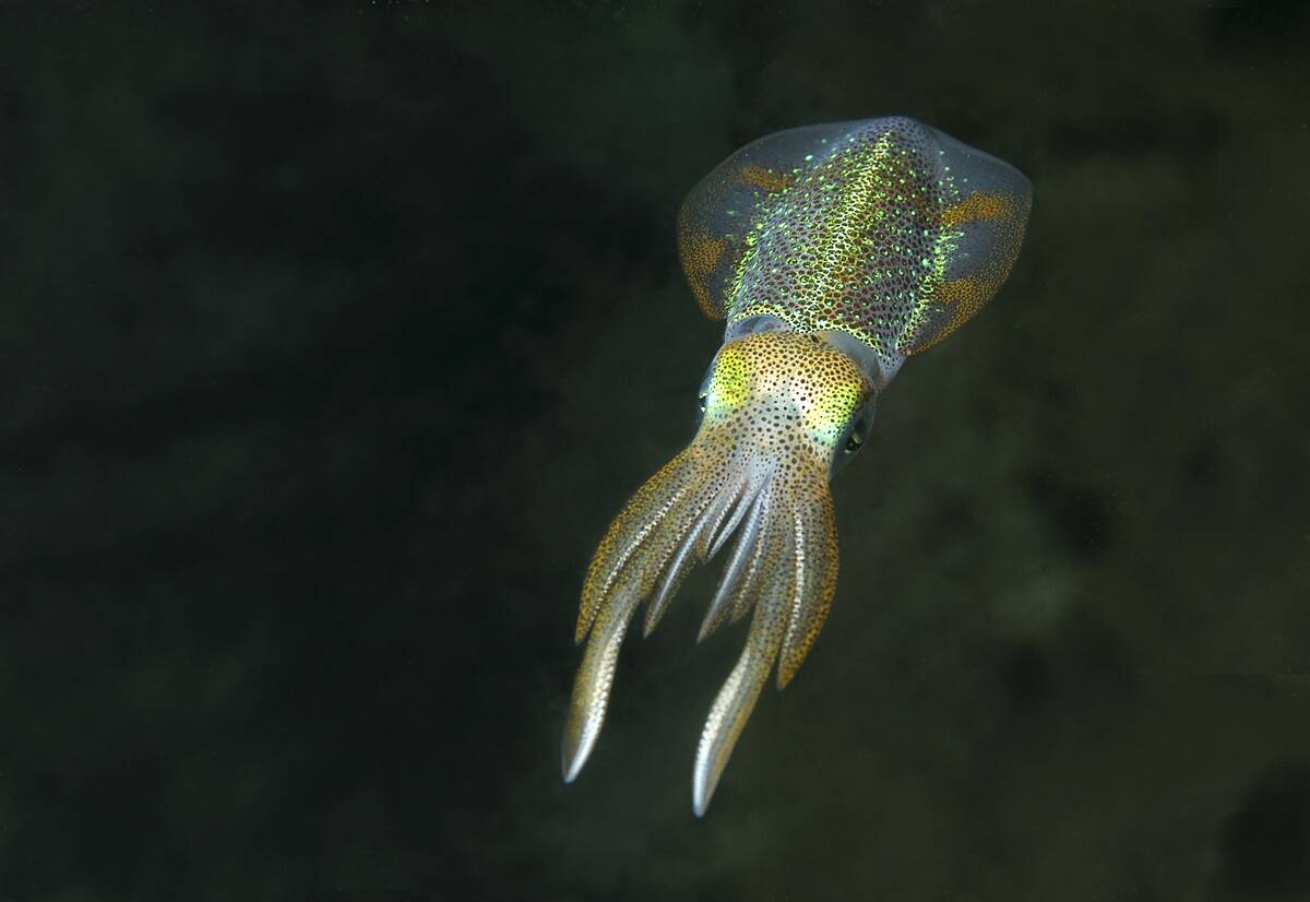 Juvenile Caribbean reef squid Sepioteuthis sepioidea Squid approximately 2 1/2 in long including tentacles Curacao, Netherlands Antilles Digital Photo (horizontal)