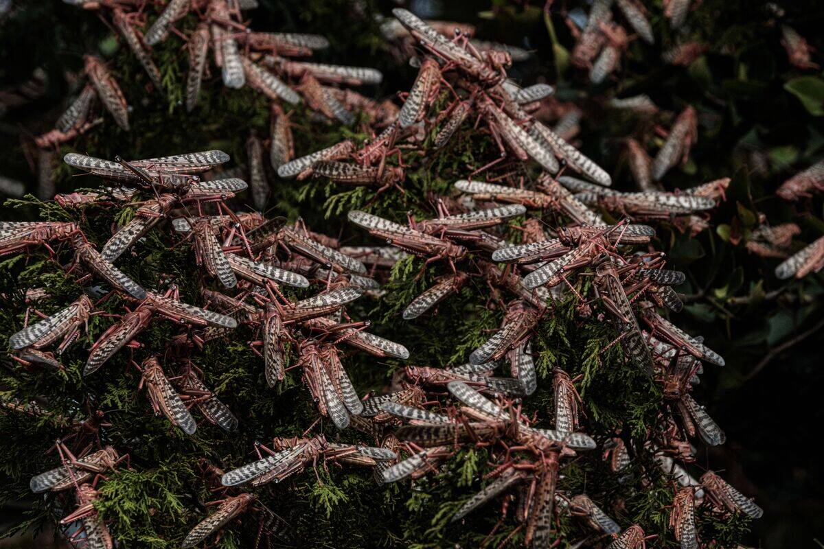 KENYA-AGRICULTURE-LIVESTOCK-CLIMATE-LOCUSTS
