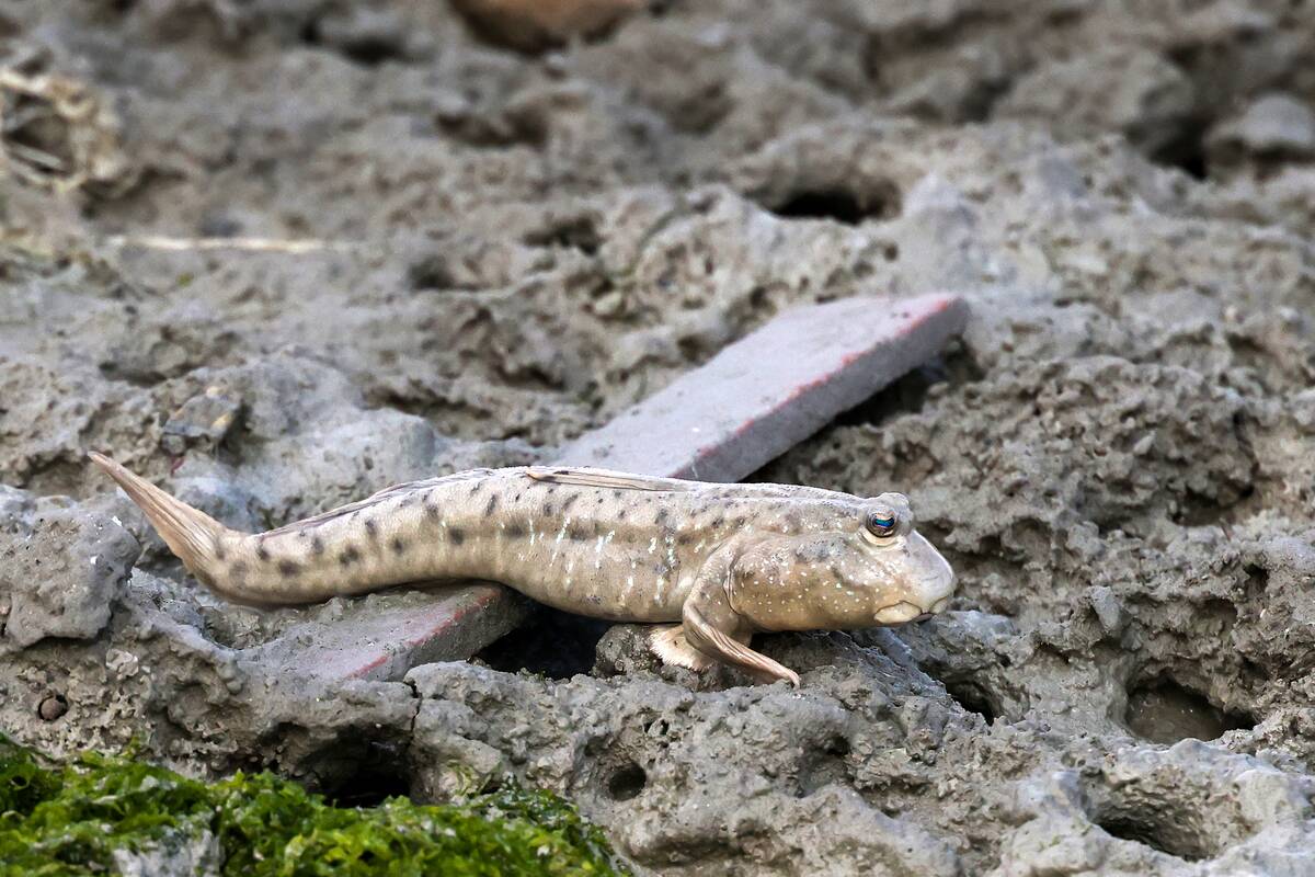 KUWAIT-ENVIRONMENT-ANIMAL-FISH