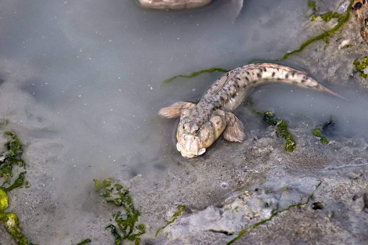 KUWAIT-ENVIRONMENT-ANIMAL-FISH