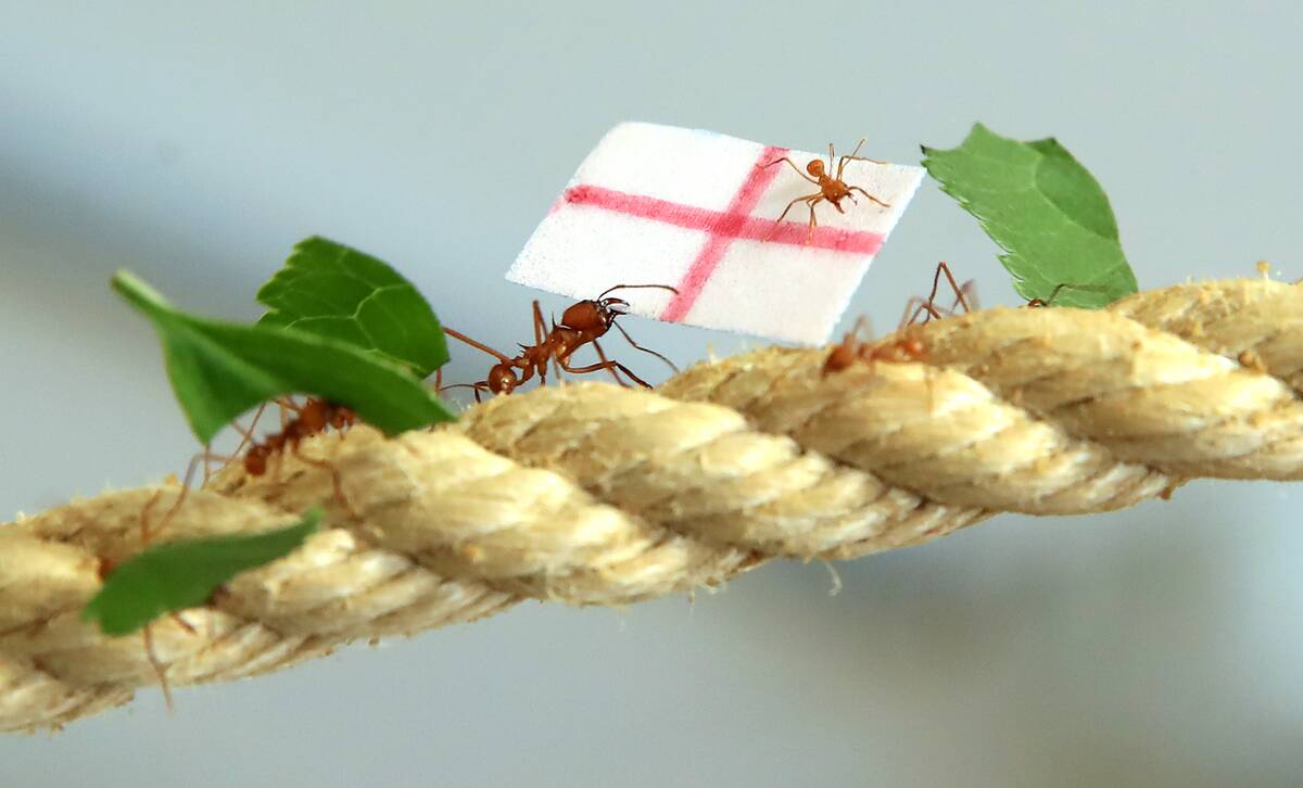 Leaf cutter ants predict England outcome