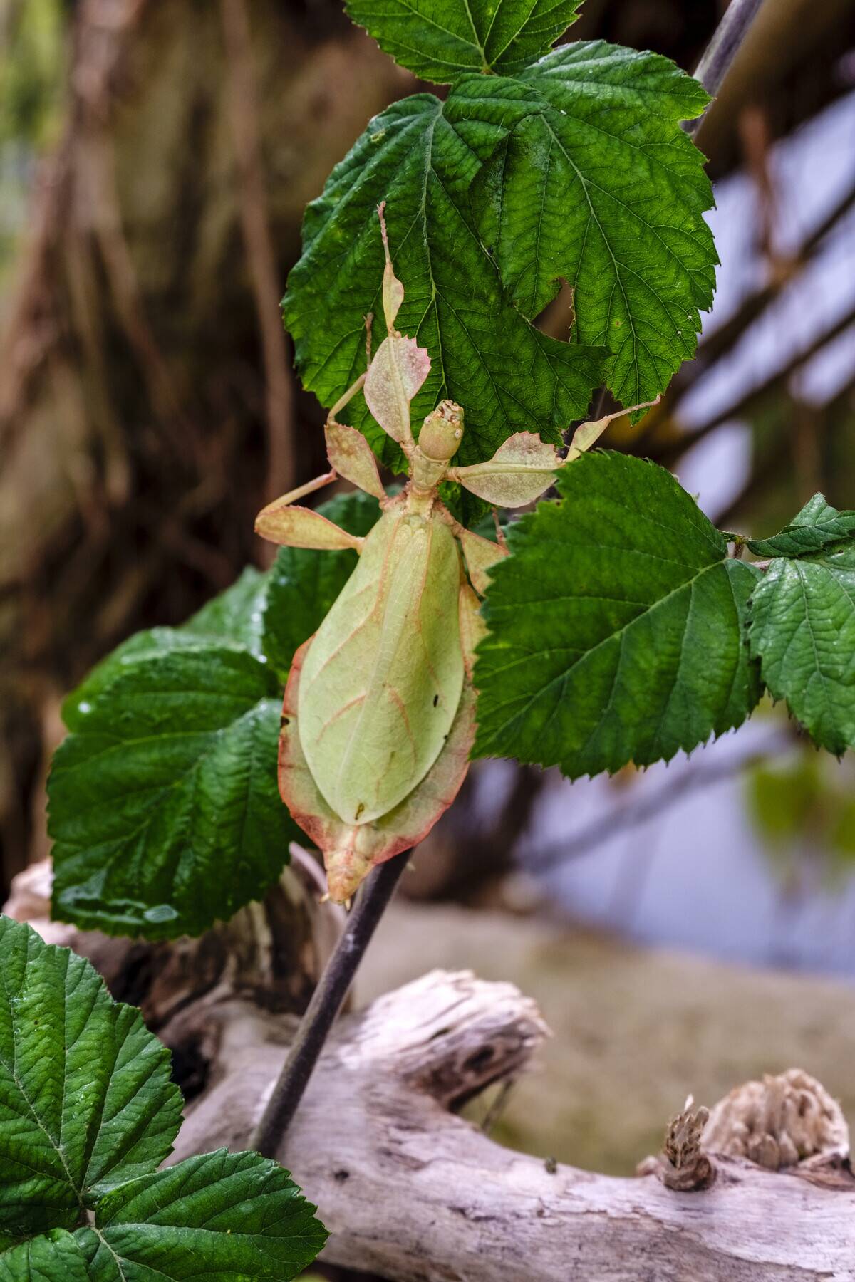 Leaf insect on a branch in Casa delle Farfalle.The Casa...