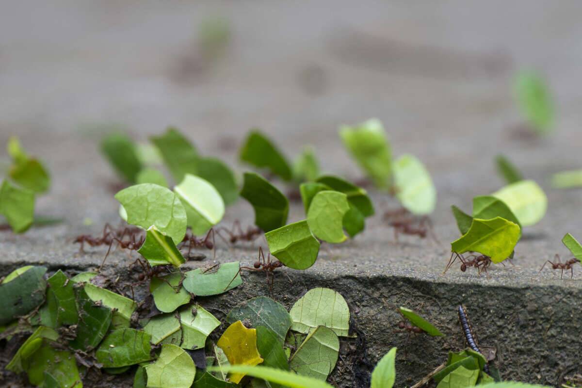 Leafcutter ants carry sections of leaves larger than their...