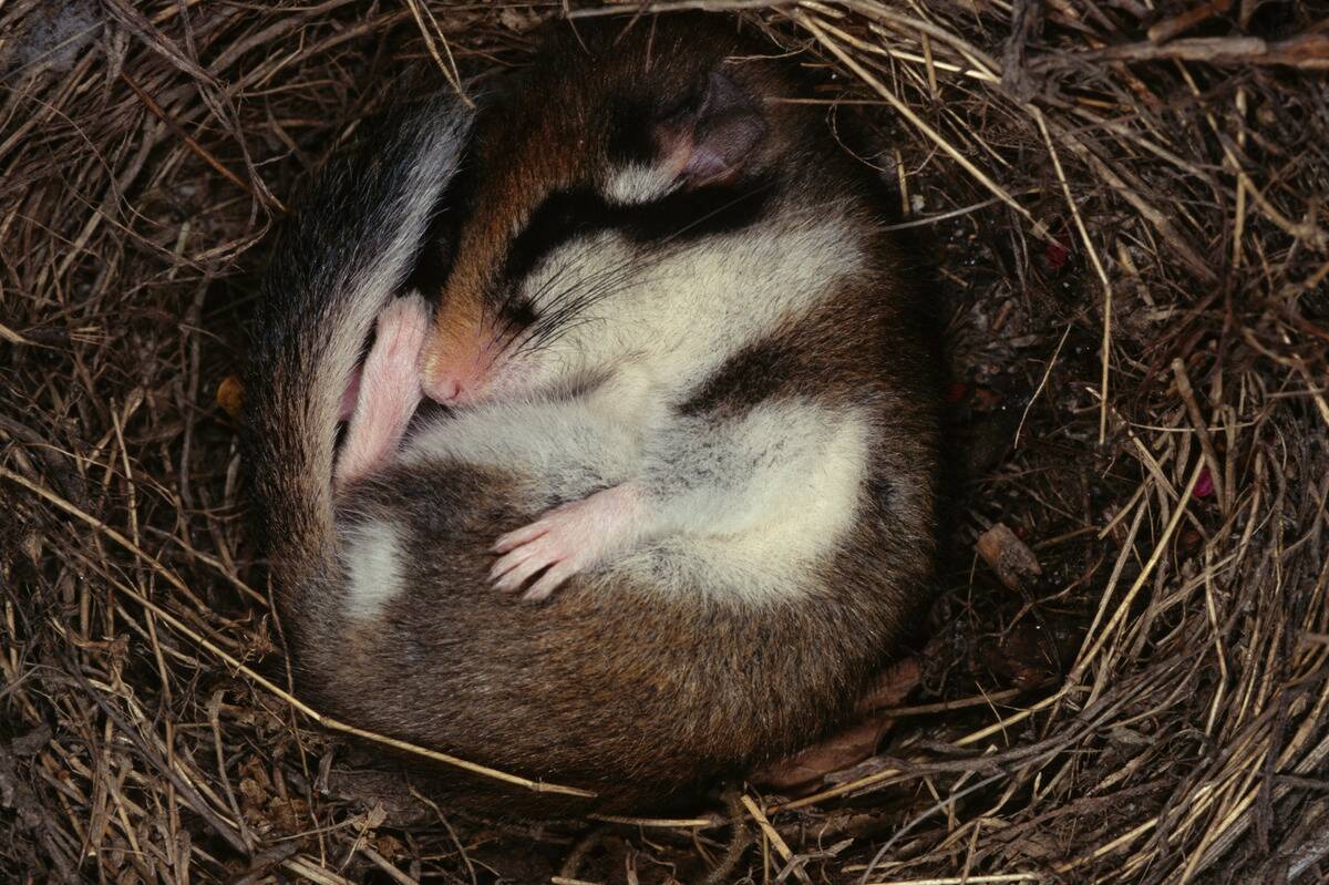 LEROT, Eliomys quercinus