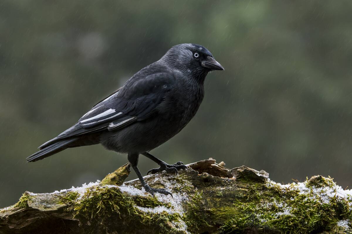 Leucistic Western jackdaw / European jackdaw (Corvus monedula / Coloeus monedula) showing white wing feathers due to partial leucism