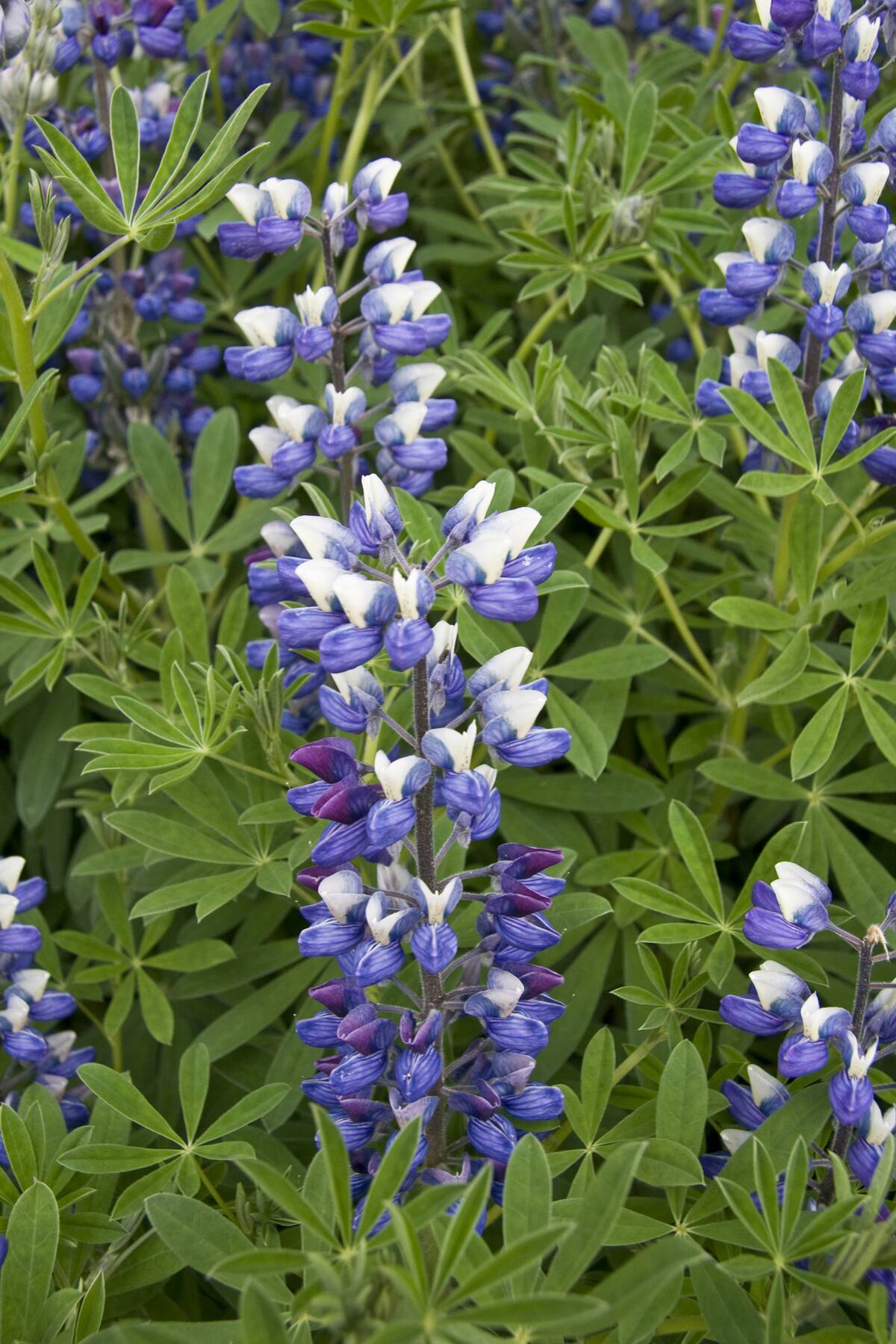 Lupin, Iceland, June 2011