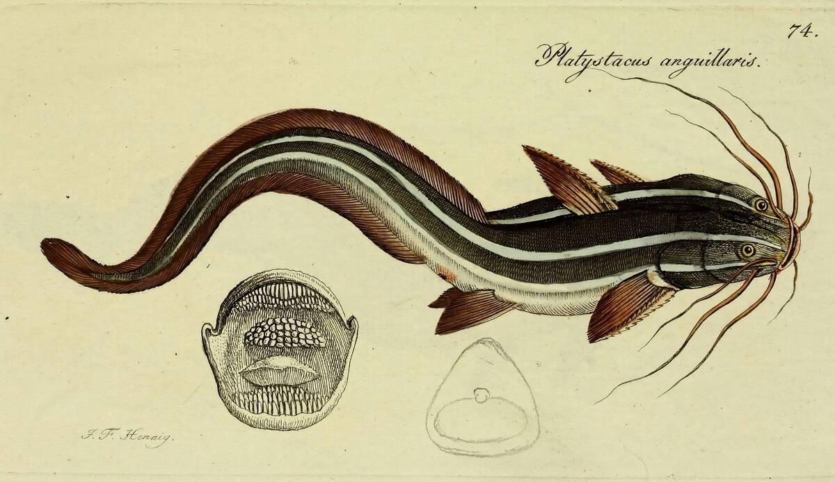 M.E. Blochii, Systema ichthyologiae iconibus CX illustratum v.2 Berolini