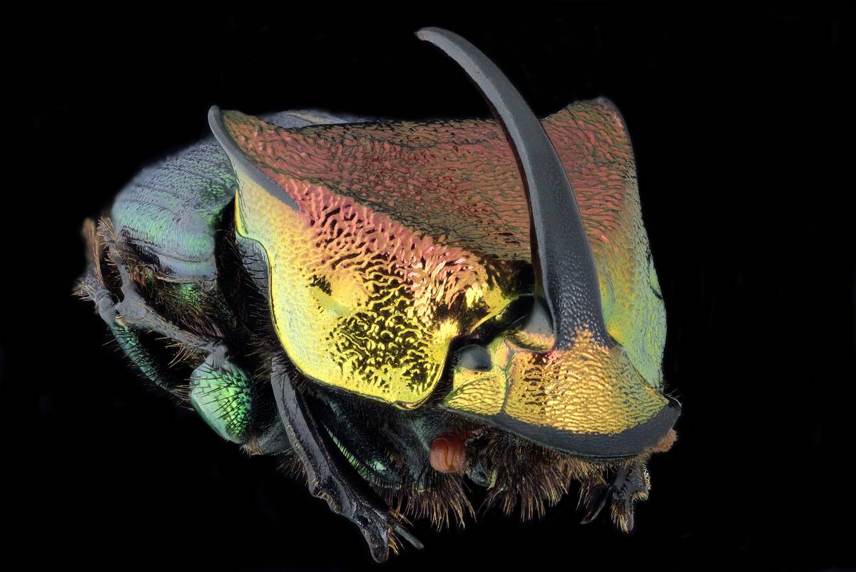 Macro photography : Entomology : Phanaeus vindex - rainbow scarab beetle - detail of anterior side