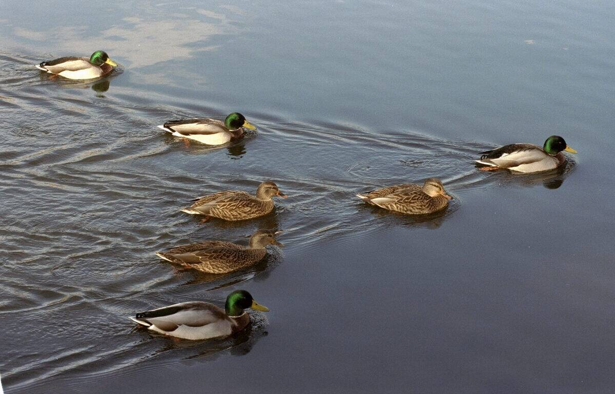 Mallard ducks deploy in V-formation as they hurry off to ear