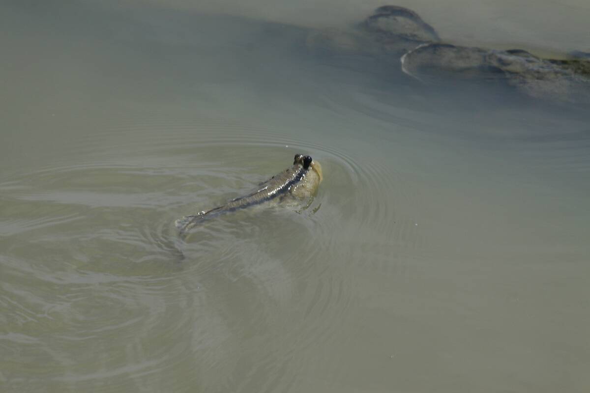 Mangrove Ecosystem In West Java