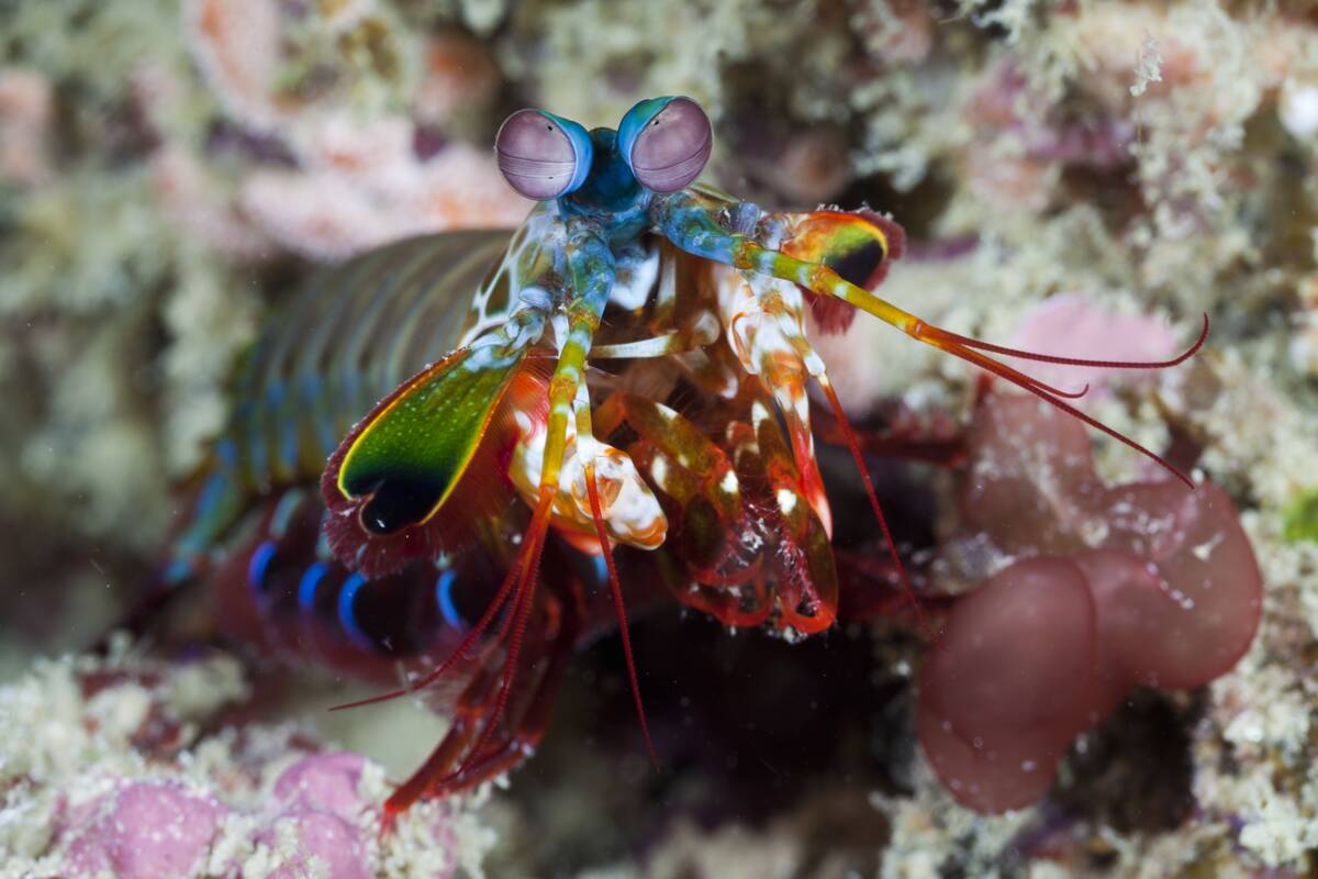 Mantis Shrimp, Odontodactylus scyllarus, Raja Ampat, West Papua, Indonesia