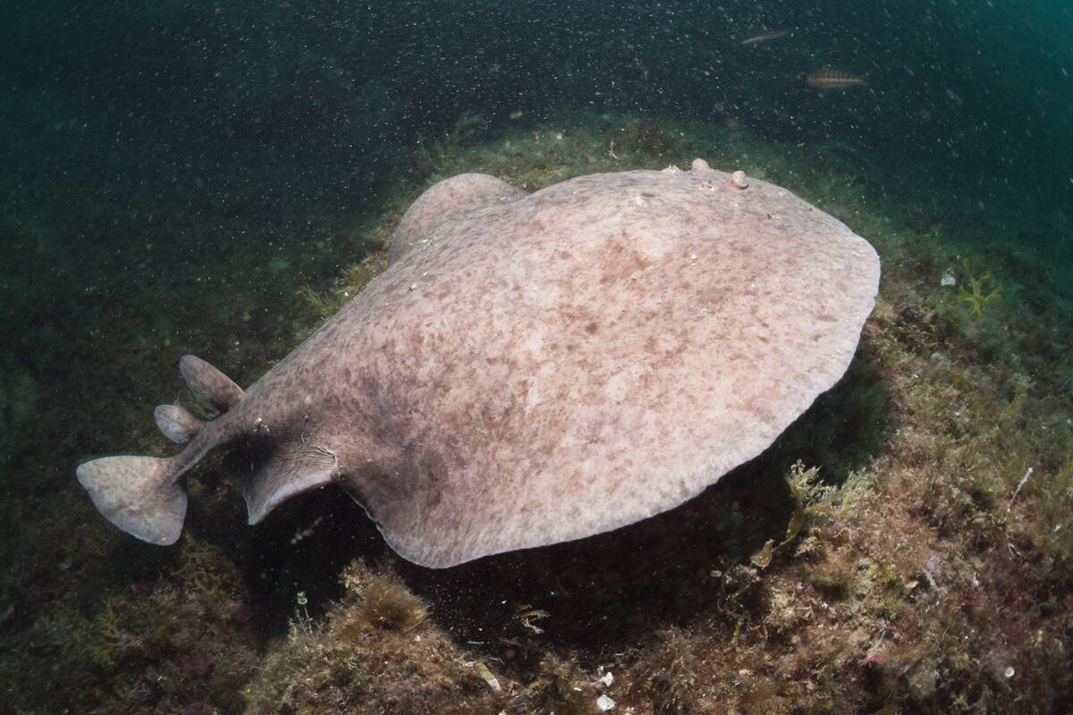 Marbled Torpedo Ray, Torpedo marmorata, Cap de Creus, Costa Brava, Spain