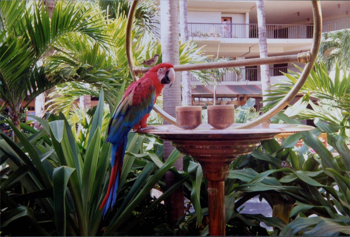 Maui Hotel Parrot