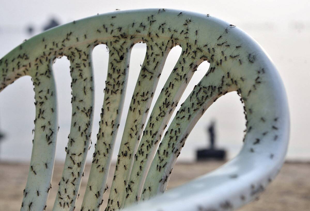 Midges Swarm At Water Sports Administration Centre