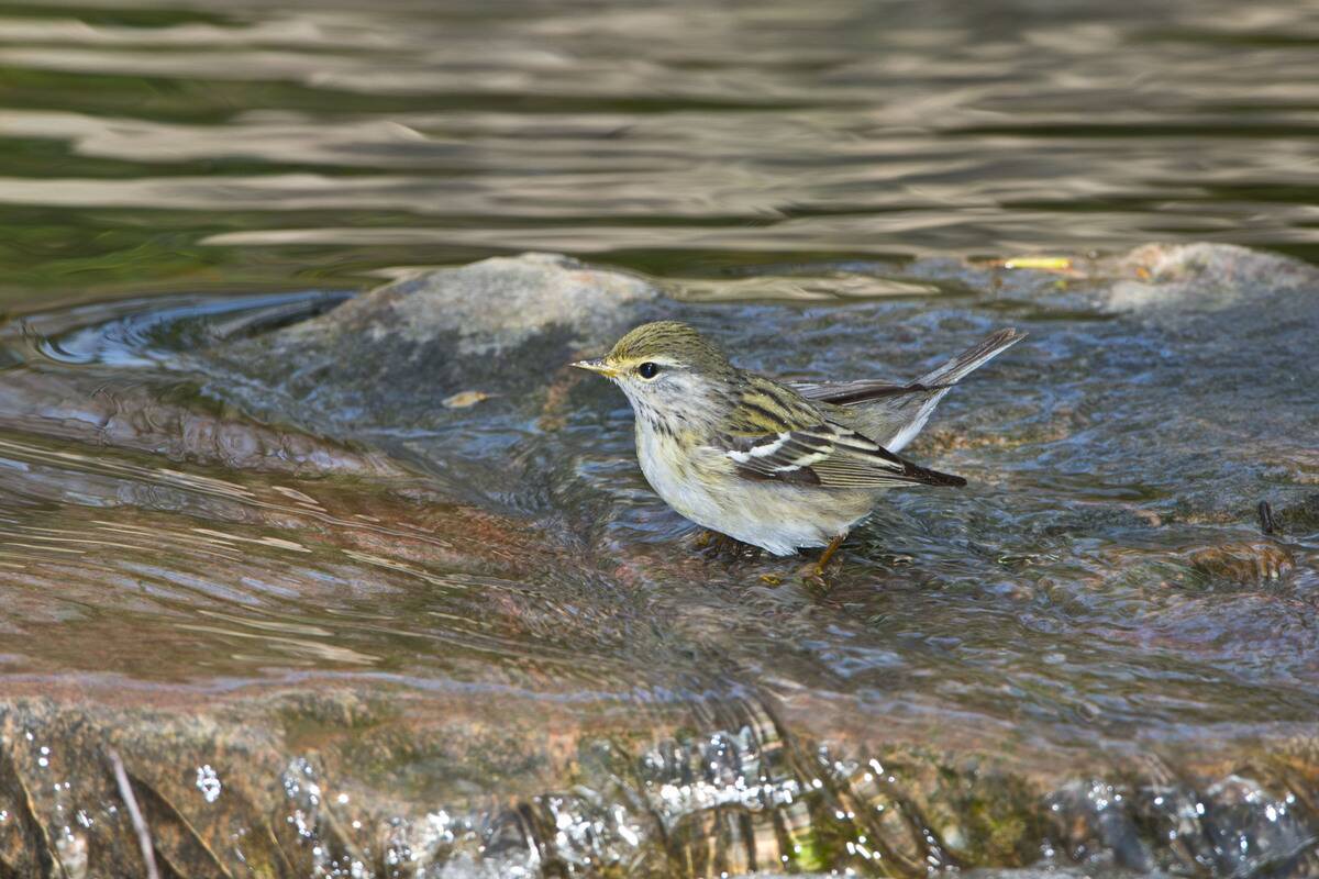 Minnesota, Mendota Heights, Female Blackpoll Warbler