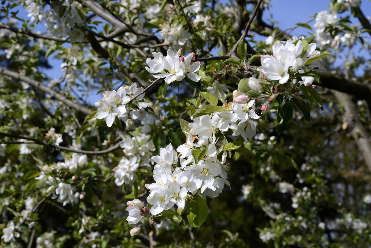 Mount Vernon Scenics