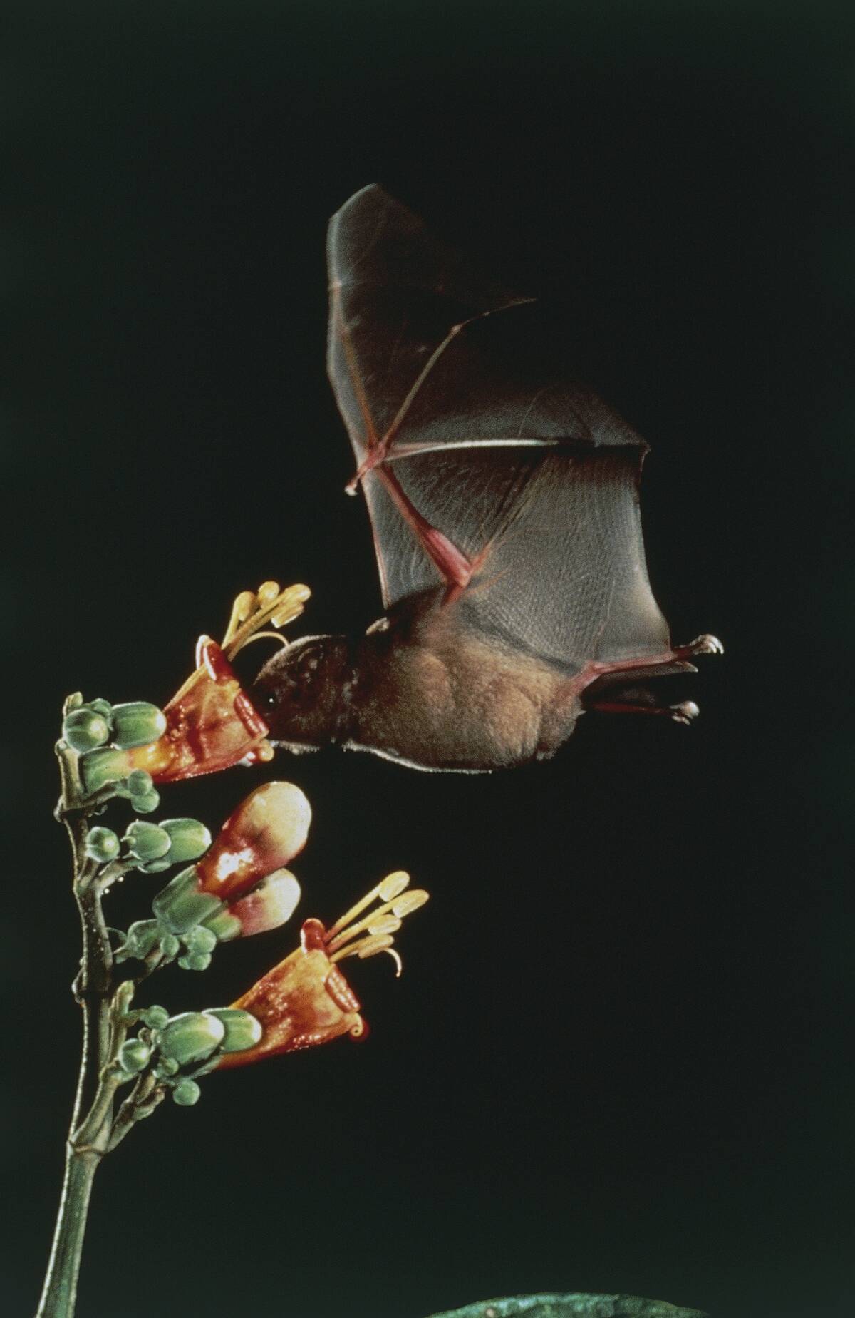 Mountain Noctule Bat (Nyctalus noctula)...