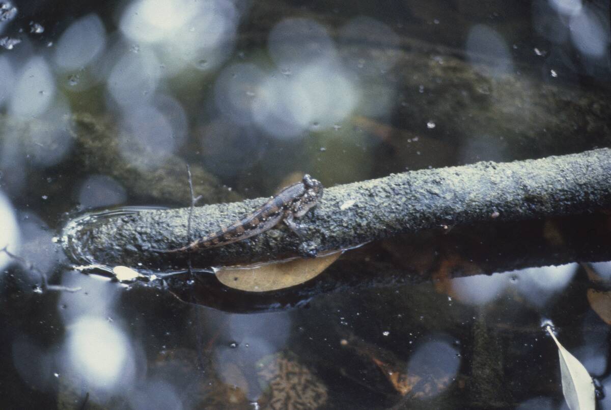 Mudskipper