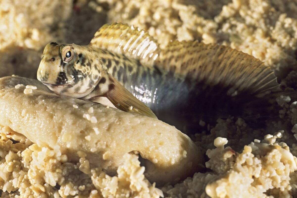 Mudskipper (Periophthalmus barbarus)